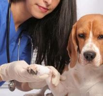 анализ на кучето при определяне на аденом на простатата